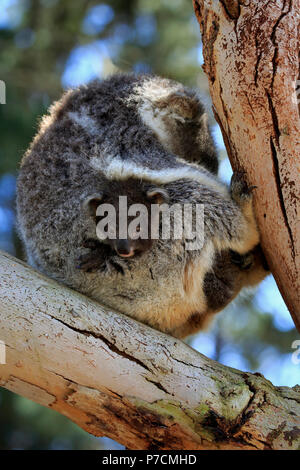 Koala, Erwachsene mit Jungen auf Baum, Kangaroo Island, South Australia, Australien, (Phascolarctos cinereus) Stockfoto