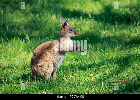 Eastern Grey Kangaroo, Young auf Wiese, Mount Lofty, South Australia, Australien, (Macropus giganteus) Stockfoto