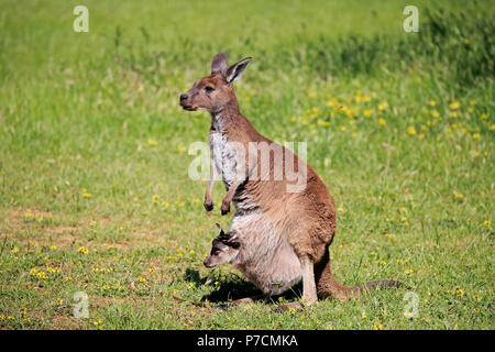 Eastern Grey Kangaroo, erwachsenes Weibchen mit Jungen im Beutel, Erwachsene mit Joey im Beutel, Mount Lofty, South Australia, Australien, (Macropus giganteus) Stockfoto