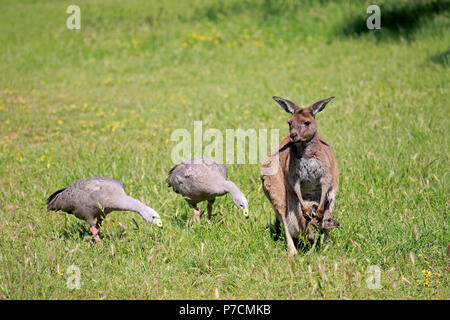 Eastern Grey Kangaroo, Erwachsene mit Joey im Beutel auf Wiese, Cape Barren Gänse, Mount Lofty, South Australia, Australien/ Stockfoto