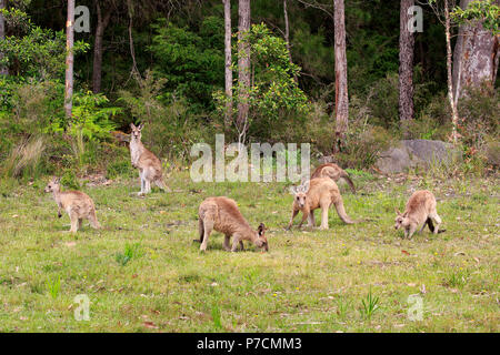 Eastern Grey Kangaroo, Gruppe Ernährung, Futtersuche, Merry Strand, murramarang Nationalparks, New South Wales, Australien, (Macropus giganteus) Stockfoto