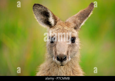 Eastern Grey Kangaroo, erwachsene Portrait, fröhlich Strand, murramarang Nationalparks, New South Wales, Australien, (Macropus giganteus) Stockfoto