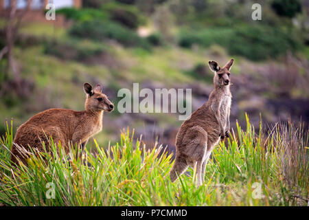 Eastern Grey Kangaroo, fröhlich Strand, murramarang Nationalparks, New South Wales, Australien, (Macropus giganteus) Stockfoto