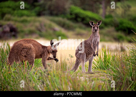 Eastern Grey Kangaroo, fröhlich Strand, murramarang Nationalparks, New South Wales, Australien, (Macropus giganteus) Stockfoto