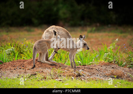 Eastern Grey Kangaroo, erwachsene Frau mit Subadult, fröhlich Strand, murramarang Nationalparks, New South Wales, Australien, (Macropus giganteus) Stockfoto