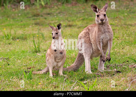 Eastern Grey Kangaroo, erwachsene Frau mit Subadult, fröhlich Strand, murramarang Nationalparks, New South Wales, Australien, (Macropus giganteus) Stockfoto