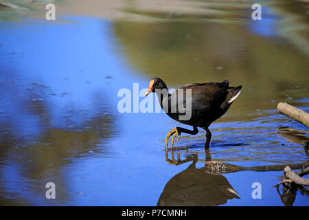 Dusky Sumpfhuhn, Erwachsene in Wasser, fröhlich Strand, murramarang Nationalparks, New South Wales, Australien, (Gallinula Tenebrosa) Stockfoto