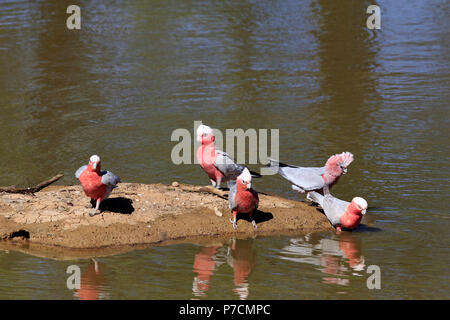 Galah, Gruppe der Erwachsenen, die an Wasser, Sturt Nationalpark, New South Wales, Australien, (Eolophus roseicapillus) Stockfoto