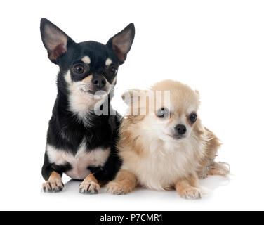 Junge Chihuahua vor weißem Hintergrund Stockfoto