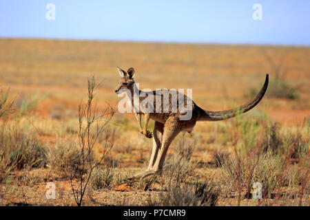 Rote Känguru, Erwachsene springen, Sturt Nationalpark, New South Wales, Australien, (Macropus rufus) Stockfoto