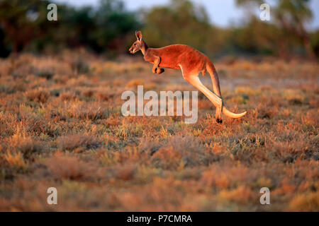 Rote Känguru, erwachsenen männlichen springen, Sturt Nationalpark, New South Wales, Australien, (Macropus rufus) Stockfoto