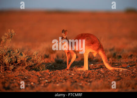 Rote Känguru, erwachsenen männlichen, Sturt Nationalpark, New South Wales, Australien, (Macropus rufus) Stockfoto