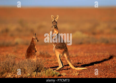 Rote Känguru, Weibchen mit Subadult, Sturt Nationalpark, New South Wales, Australien, (Macropus rufus) Stockfoto