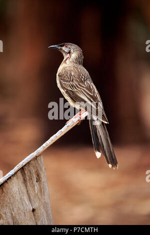 Red Wattlebird, Erwachsene auf Zweig, kuscheligen Creek, South Australia, Australien, (Anthochaera carunculata) Stockfoto