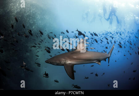 Unterwasser Blick auf Galapagos Shark und Schule der Fisch mit schnorchler an der Wasseroberfläche Stockfoto