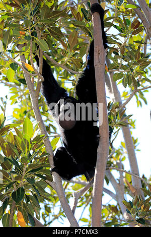 Siamang, nach Aufruf auf Baum, Südostasien, Asien, (Symphalangus syndactylus) Stockfoto