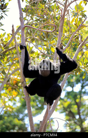 Siamang, nach Aufruf auf Baum, Südostasien, Asien, (Symphalangus syndactylus) Stockfoto