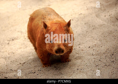 Südliche Behaarte-gerochene Wombat, Erwachsener, Mount Lofty, South Australia, Australien, (Lasiorhinus latifrons) Stockfoto