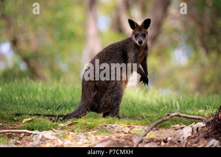 Swamp Wallaby, Erwachsener, Mount Lofty, South Australia, Australien, (Wallabia bicolor) Stockfoto