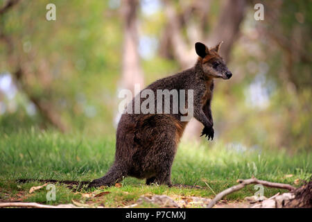 Swamp Wallaby, Erwachsener, Mount Lofty, South Australia, Australien, (Wallabia bicolor) Stockfoto