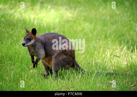 Swamp Wallaby, Mount Lofty, South Australia, Australien, (Wallabia bicolor) Stockfoto