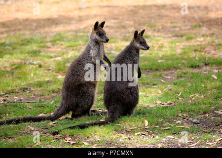 Swamp Wallaby, erwachsene Paare Alert, Mount Lofty, South Australia, Australien, (Wallabia bicolor) Stockfoto