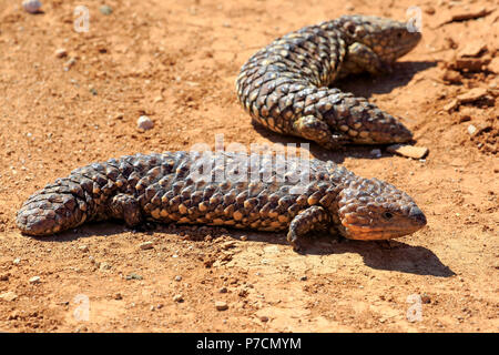 Tiliqua rugosa, Kies zurück, bobtail Eidechse, Sturt Nationalpark, New South Wales, Australien, (Tiliqua rugosa) Stockfoto