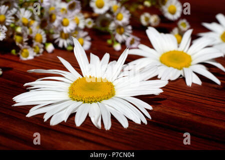 Zusammensetzung der verschiedenen Gänseblümchen auf einer hölzernen Hintergrund Stockfoto