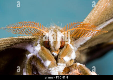 Ailanthus silkmoth, männlich (Samia Cynthia) Stockfoto