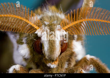 Ailanthus silkmoth, männlich (Samia Cynthia) Stockfoto