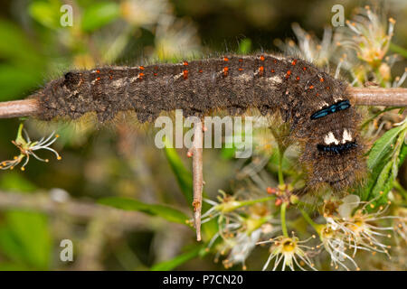 Lappet, Caterpillar, (Gastropacha quercifolia) Stockfoto