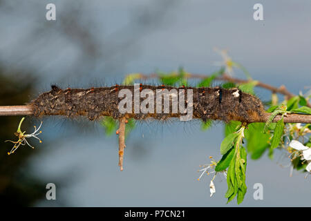 Lappet, Caterpillar, (Gastropacha quercifolia) Stockfoto