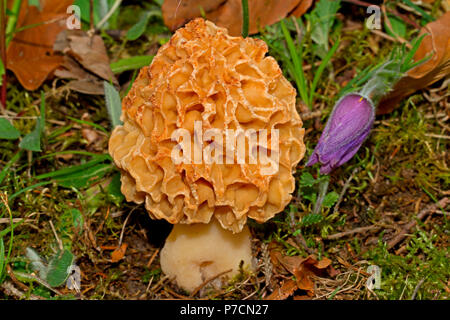 Gemeinsame Morel, Morel, (Morchella esculenta) Stockfoto