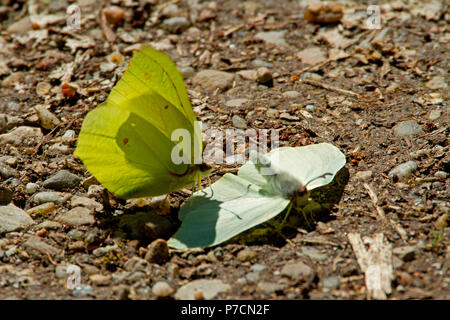 Gemeinsame brimstones, Paar, (Gonepteryx rhamni) Stockfoto