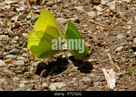 Gemeinsame brimstones, Paar, (Gonepteryx rhamni) Stockfoto