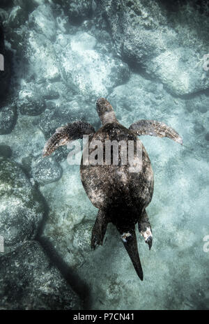 Große männliche grüne Meeresschildkröte, die auf den Galapagos-Inseln unter Wasser schwimmend ist Stockfoto