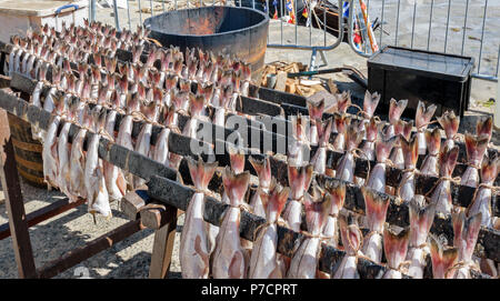 PORTSOY FESTIVAL ABERDEENSHIRE SCHOTTLAND Arbroath Smokies der Schellfisch Fisch hängen an Regalen VOR DEM RAUCHEN Stockfoto