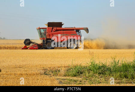 Ernte im Sommer Feld Stockfoto