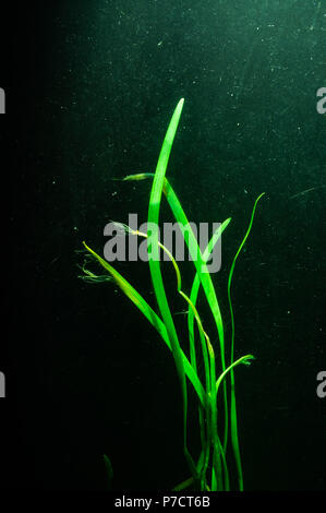 Algen wachsen Unterwasser Verlängerung nach oben in Richtung Sonnenlicht Stockfoto