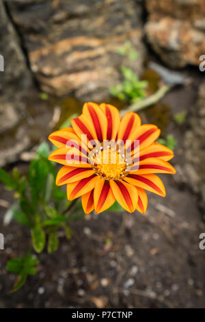 Rot und Orange tropische Blume in den tropischen Gärten auf der St. Michaels Mount in Cornwall, UK fotografiert. Stockfoto