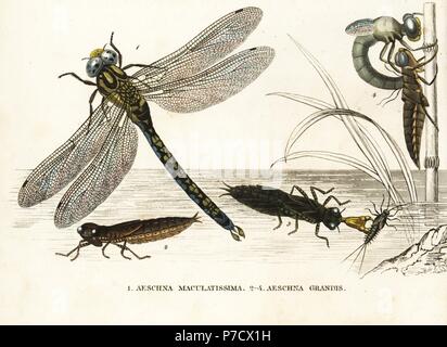 Südlichen Hawker oder blaue Hawker Libelle, Aeshna Cyanea (Aeschna Maculatissima) und braune Hawker Aeshna Grandis, Nymphe, und während der Metamorphose. Handkoloriert Lithographie von Georg Friedrich Treitschkes Galerie of Natural History, Naturhistorischer Bildersaal des Thierreiches, Liepzig, 1842. Stockfoto