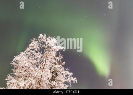 Nordlicht, Aurora borealis über Bäumen Stockfoto