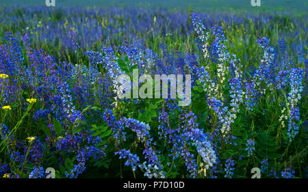 Hintergrund - abend Wiese motley Gras mit blühenden Luzerne Stockfoto