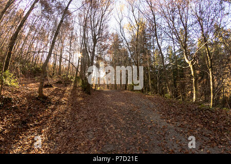 Netter Weg durch üppige Wald im Herbst Stockfoto