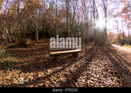 Schöne Holzbank in üppiger Herbst Wald Stockfoto