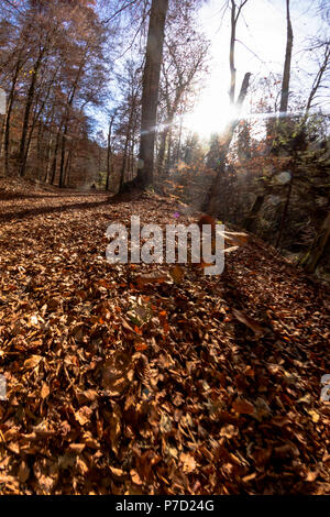 Netter Weg durch üppige Wald im Herbst Stockfoto