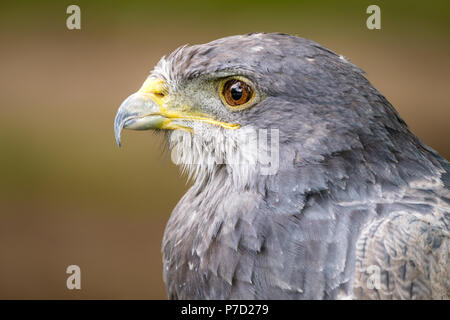 Porträt eines Schwarzen Chested Bussard Adler nach links Stockfoto