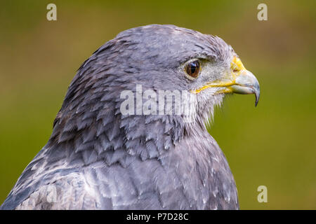 Porträt eines Schwarzen Chested Bussard Eagle auf der Suche rechts Stockfoto