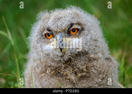 Porträt dieser niedlichen kleinen Uhu Küken ruhen im Gras in den Wäldern (Niederlande) Stockfoto