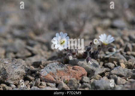 Edmonston Der vogelmiere (Cerastium arcticum ssp. edmonstonii), einer Unterart des Arktischen Maus - Ohr, endemisch auf Unst Shetland Stockfoto